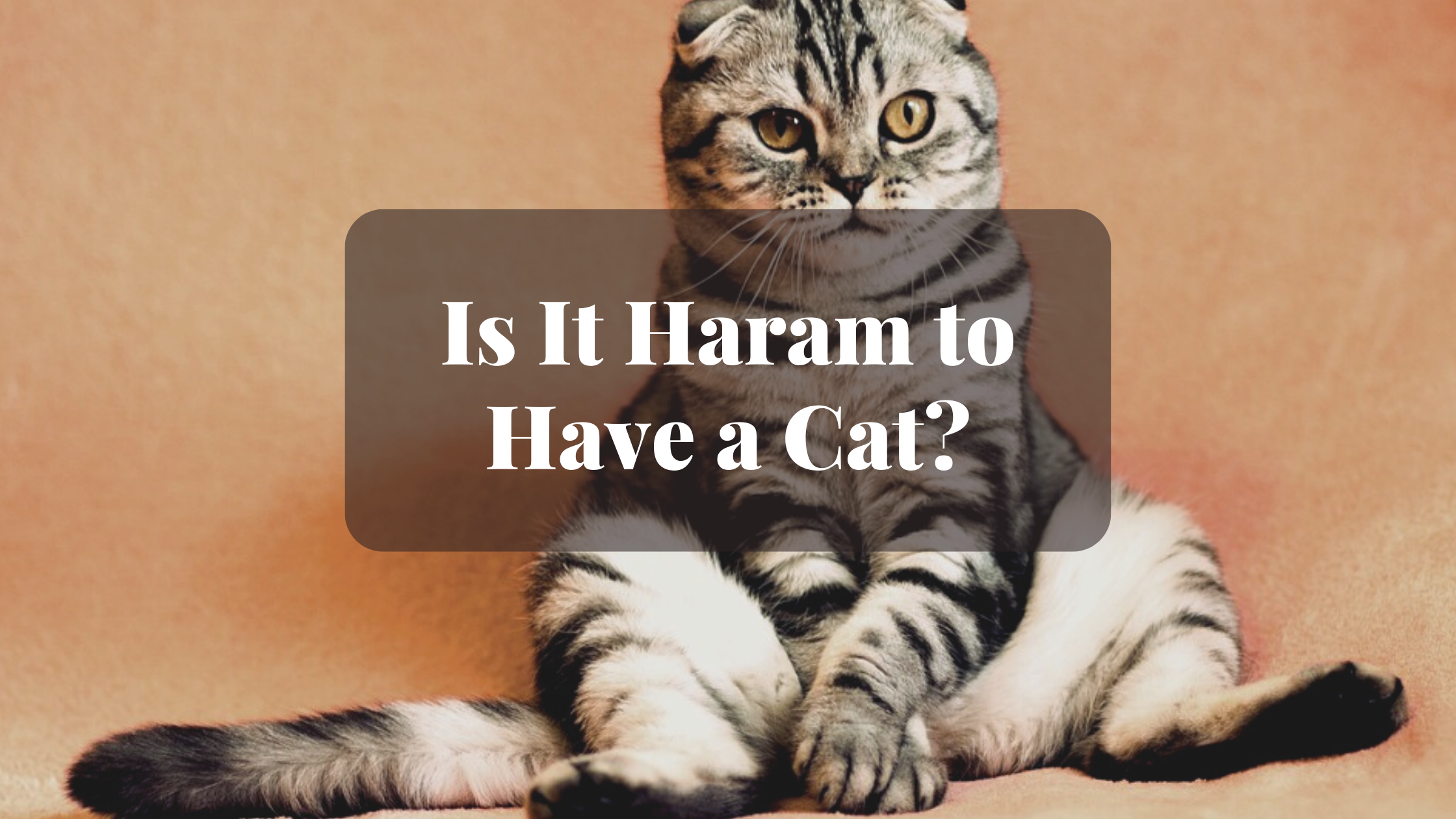 Is It Haram to Have a Cat