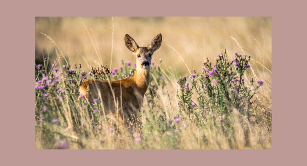 Is Hunting Deer Halal?
