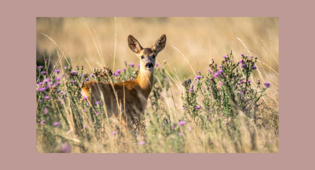 Is Deer Meat Halal The Islamic Take On Eating And Hunting