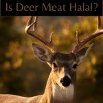 Is Deer Meat Halal