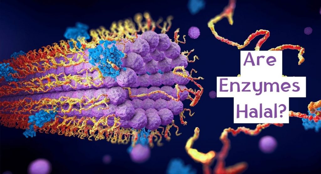 Are Enzymes Halal? HalalHaramWorld