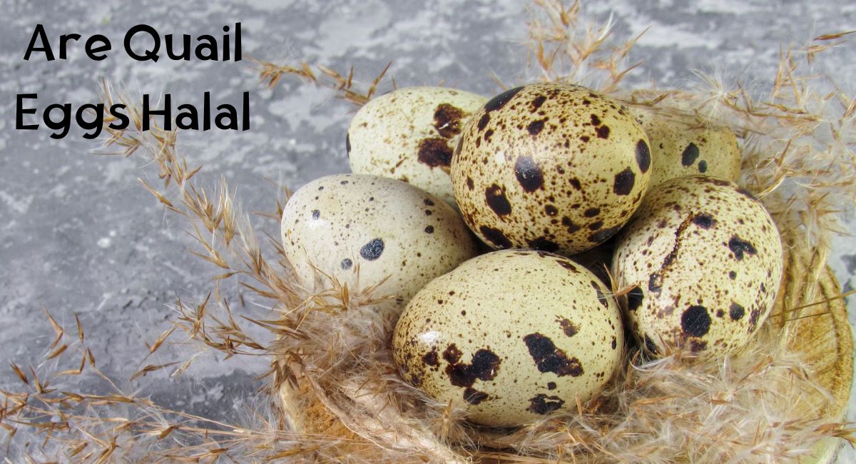 Are Quail Eggs Halal