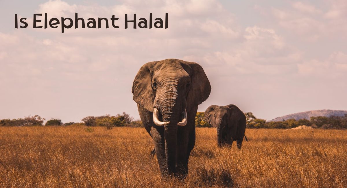 Is Elephant Halal