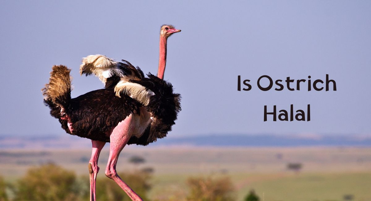 Is Ostrich Halal