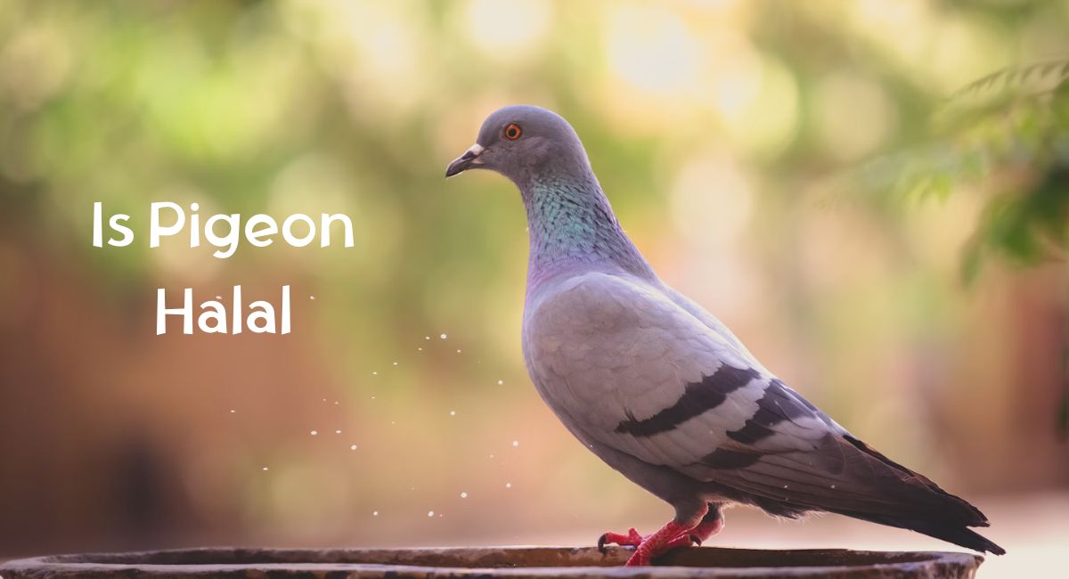 Is Pigeon Halal