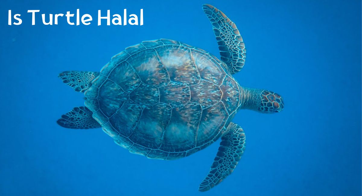 Is Turtle Halal